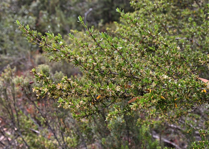 Tasmanian Alpine Plants Rubiaceae
